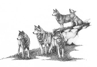 pack of wolves howling drawing