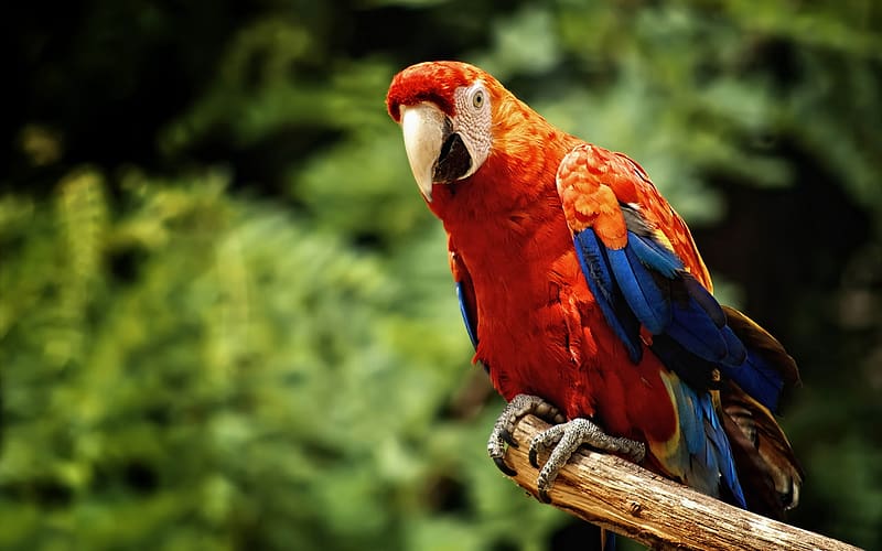 Birds, Animal, Scarlet Macaw, HD wallpaper