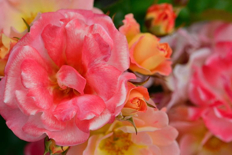 Bustling Bouquet, pink flowers, pink macro, bouquet of flowers, beautiful bouquet, HD wallpaper
