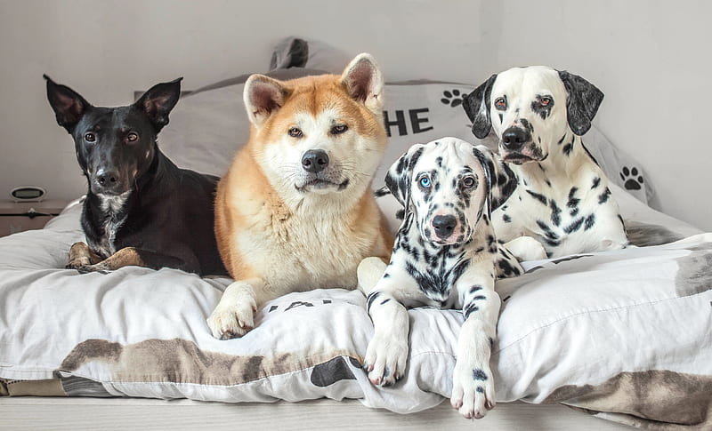 Dogs, akita inu, quartet, caine, black, white, dalmatian, animal, mongrel, HD wallpaper