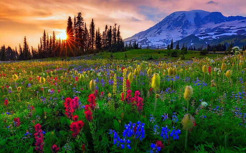 Mount Rainier, colorful, lovely, bonito, sunset, sky, mountain, paradise, wildflowers, summer, sunrise, landscape, meadow, HD wallpaper