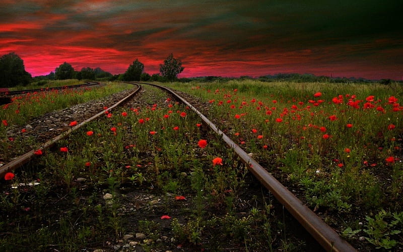 BLOODY SKY, red, train tracks, flowers, sunset, trees, sky, field, HD wallpaper