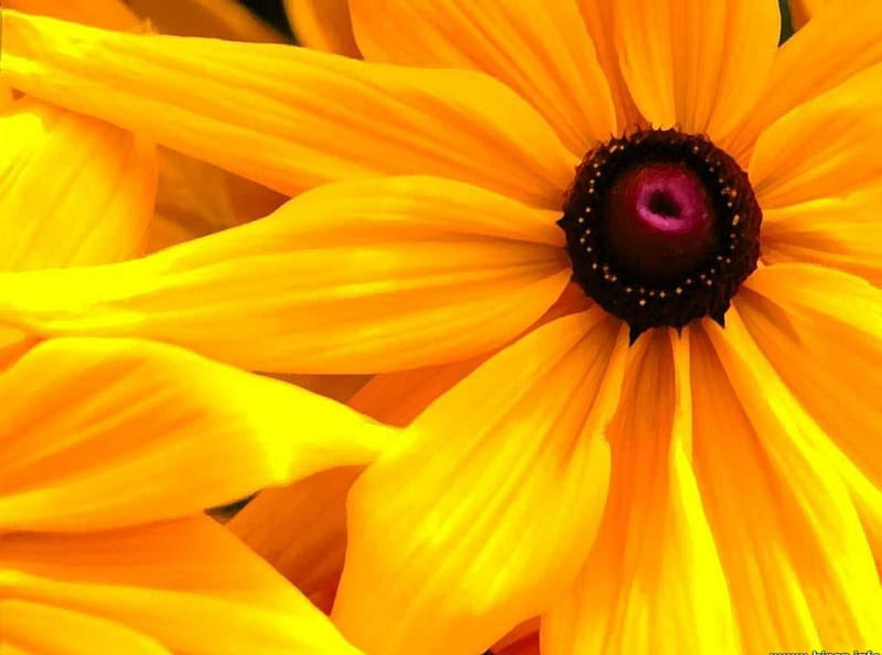 African Daisies, daisies, african, flowers, shadow, yellow, nature, petals, HD wallpaper