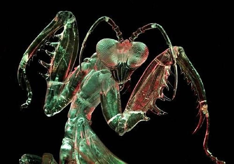 'Praying mantis'.......'ice art'..., ice art, praying mantis, art, insect, HD wallpaper