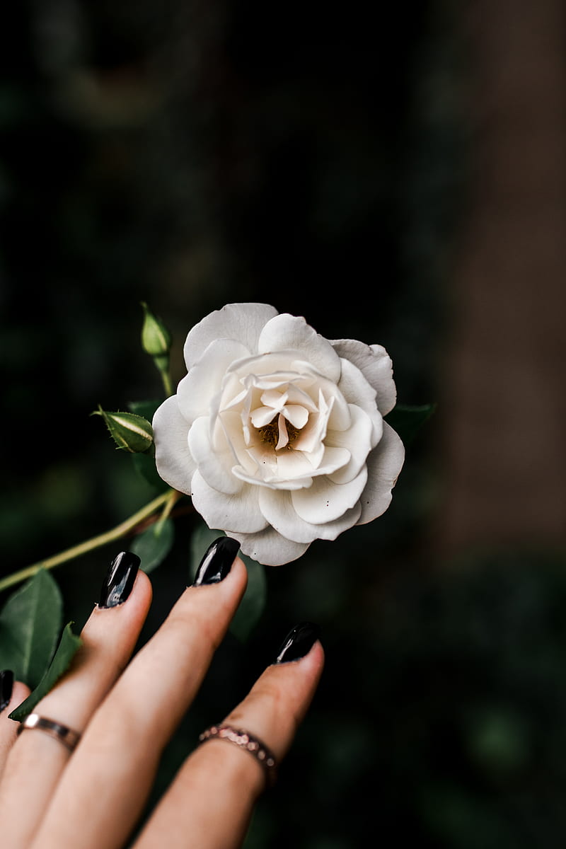 White rose, black nail, leaves, petals, fingers, Flowers, HD phone