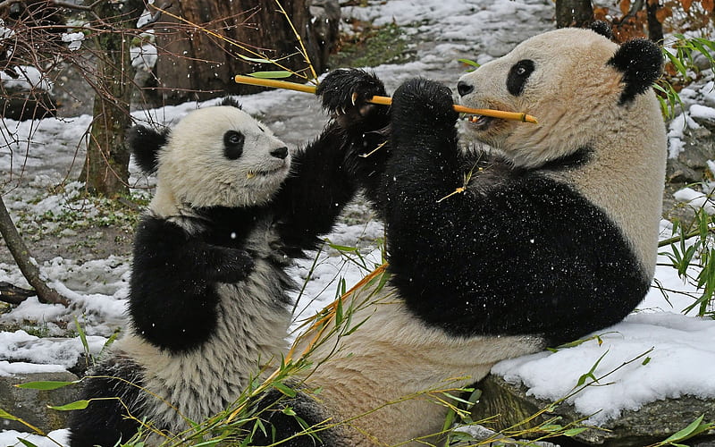 panda, winter, cute bear cubs, forest, wildlife, bears, HD wallpaper