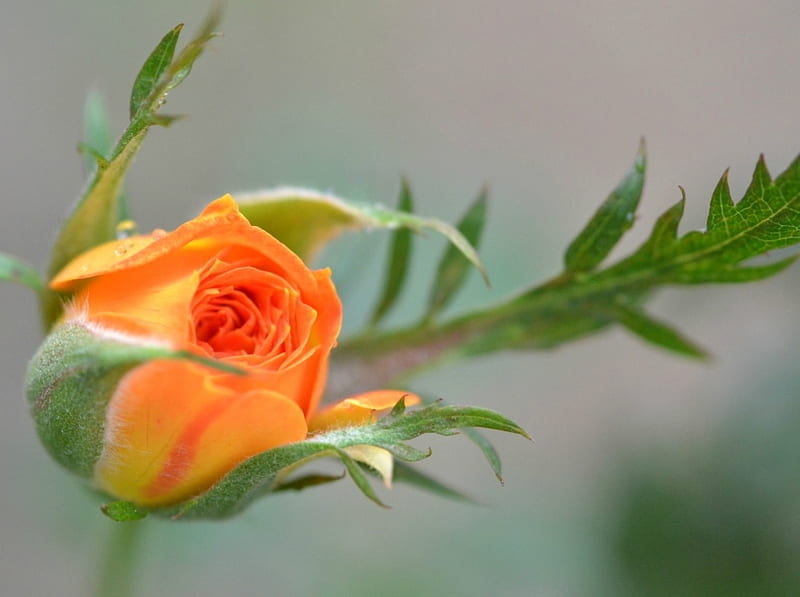 Image of Orange rose bud
