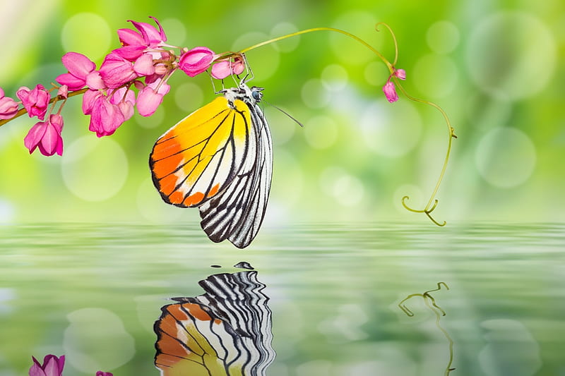 Mariposa, reflexión, agua, verde, flor, insecto, rosa, Fondo de pantalla HD  | Peakpx