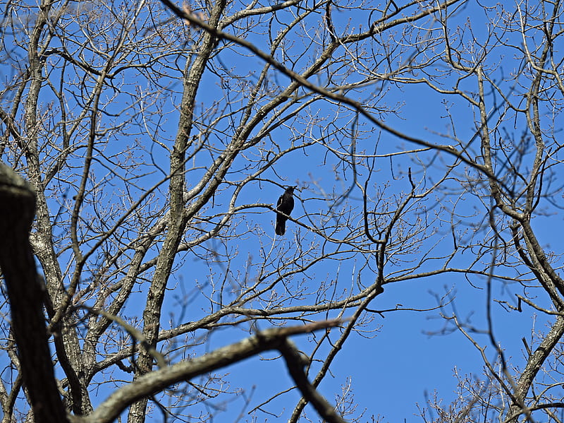 raven, bird, branches, tree, HD wallpaper