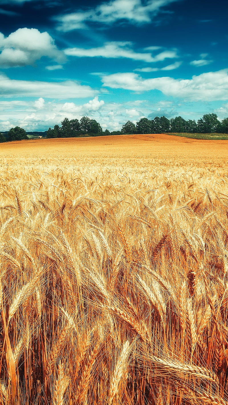 Wheat Field clouds, field nature, sky, wheat, HD phone wallpaper