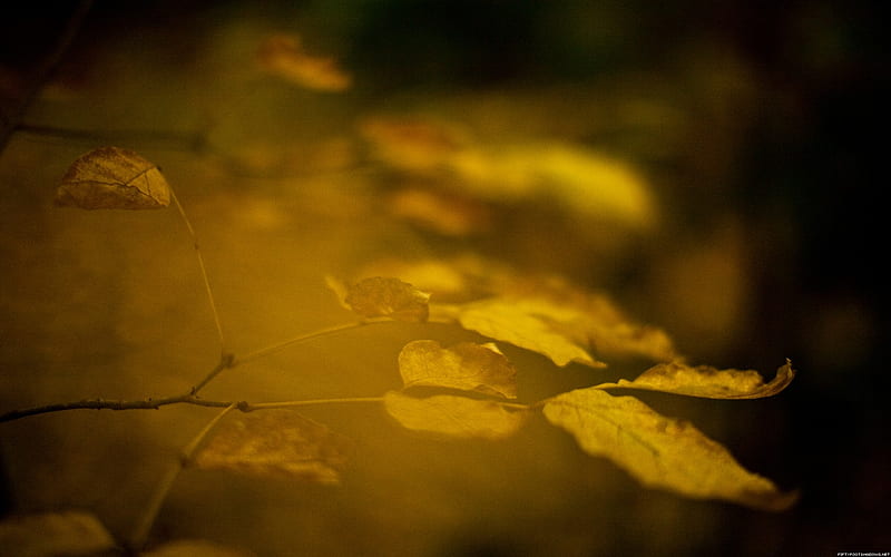 Late autumn-Nature graphy, HD wallpaper