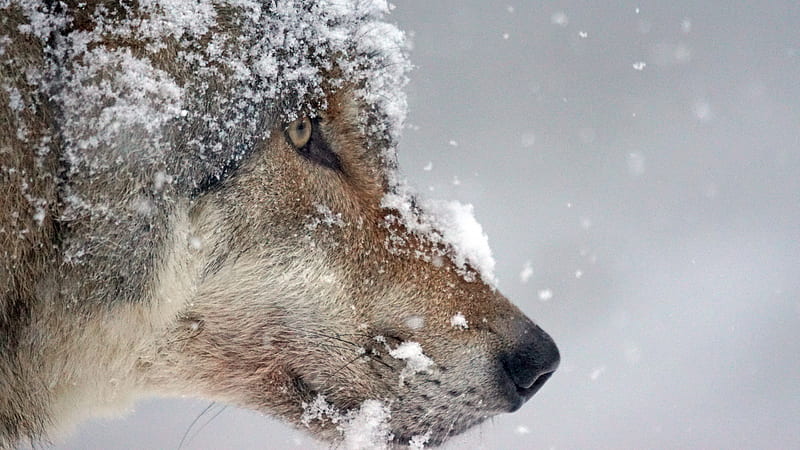 Animal Brown Wolf Face With Snow Animals, HD wallpaper