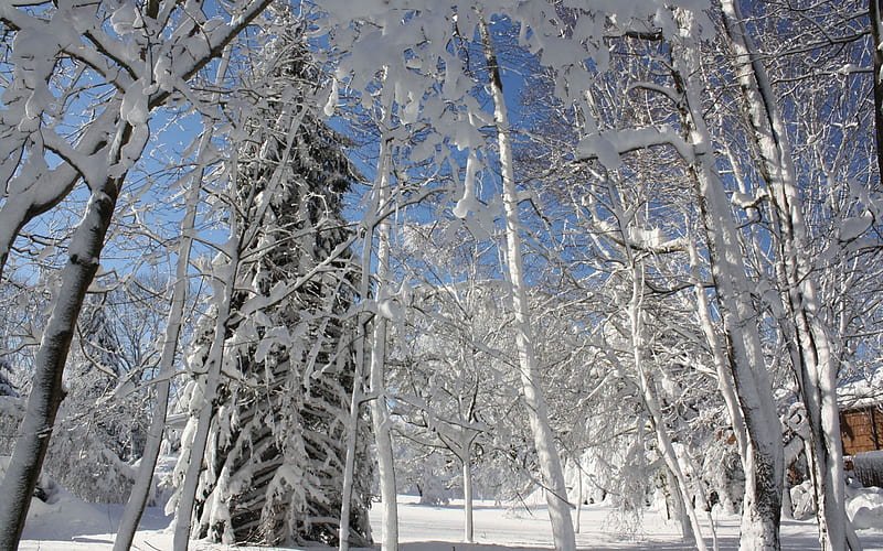 Snowscapes, snowy forest, scenic snow scene, snow scene, HD wallpaper