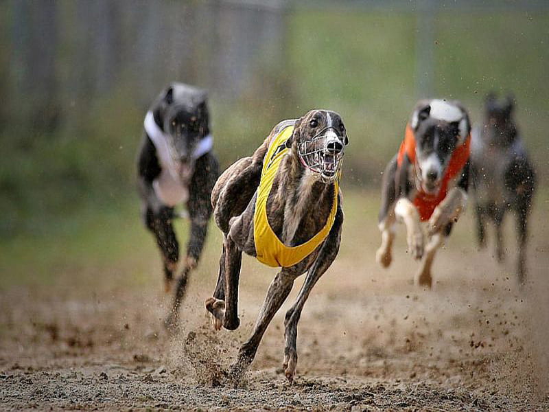 Greyhound Race, greyhound, race, winning, animals, dogs, HD wallpaper