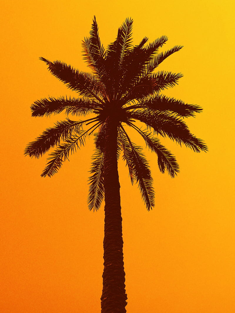 Palm Tree 4K Wallpapers  Top Free Palm Tree 4K Backgrounds   WallpaperAccess