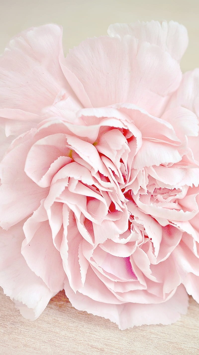 Pink flower , pink flower, carnation, blossom, bright, simple, lockscreen, HD phone wallpaper