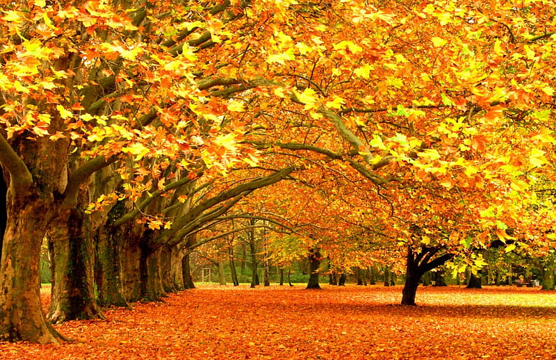 *** Autumn ***, park, jesien, nature, drzewa, HD wallpaper
