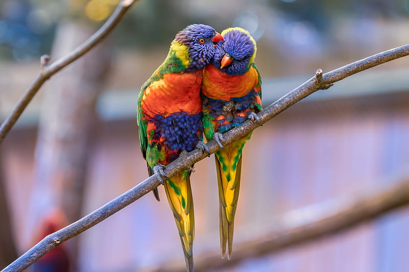rainbow lorikeet parrots, branch, birds, Animal, HD wallpaper