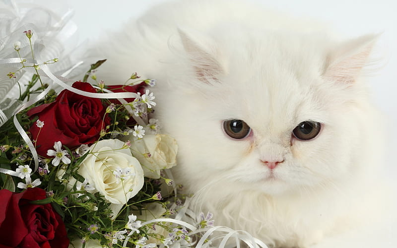 White rose sale cats