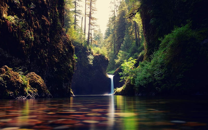 forest Waterfall-Natural scenery, HD wallpaper