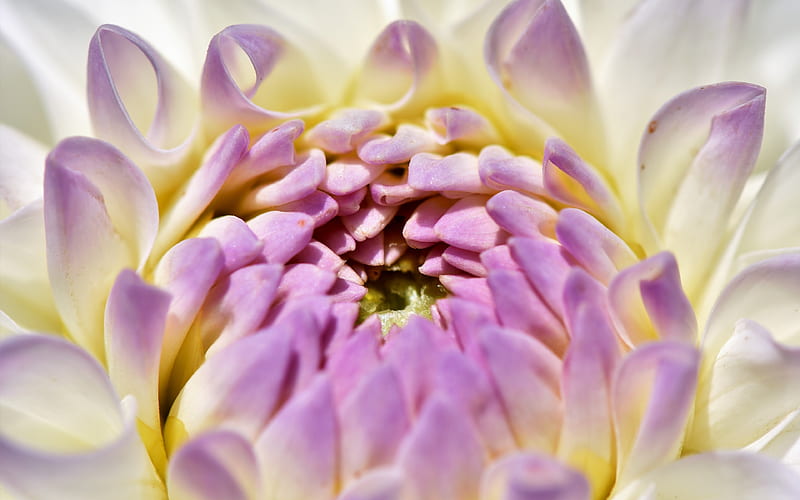 Dahlia close-up, pink flowers, bud, HD wallpaper