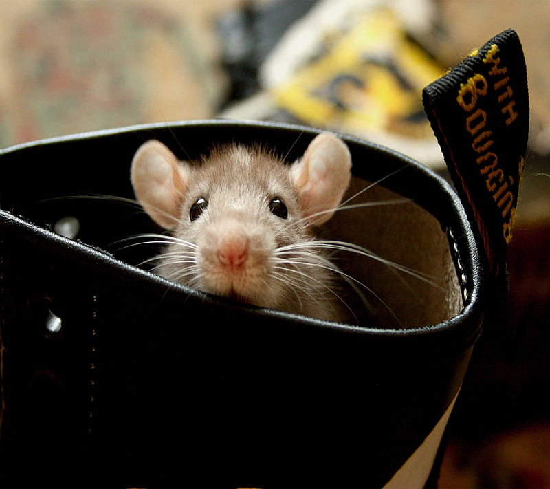 Rat, cute, HD wallpaper