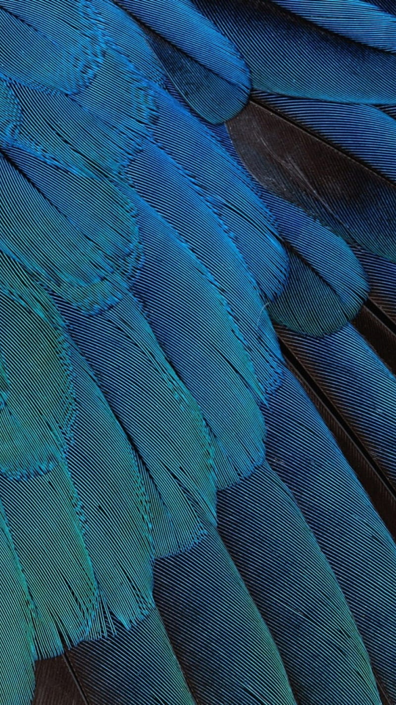 Krilo orla, feather, best, HD phone wallpaper