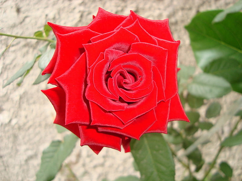 VELVETY RED ROSE, beauty, red, rose, velvet, HD wallpaper