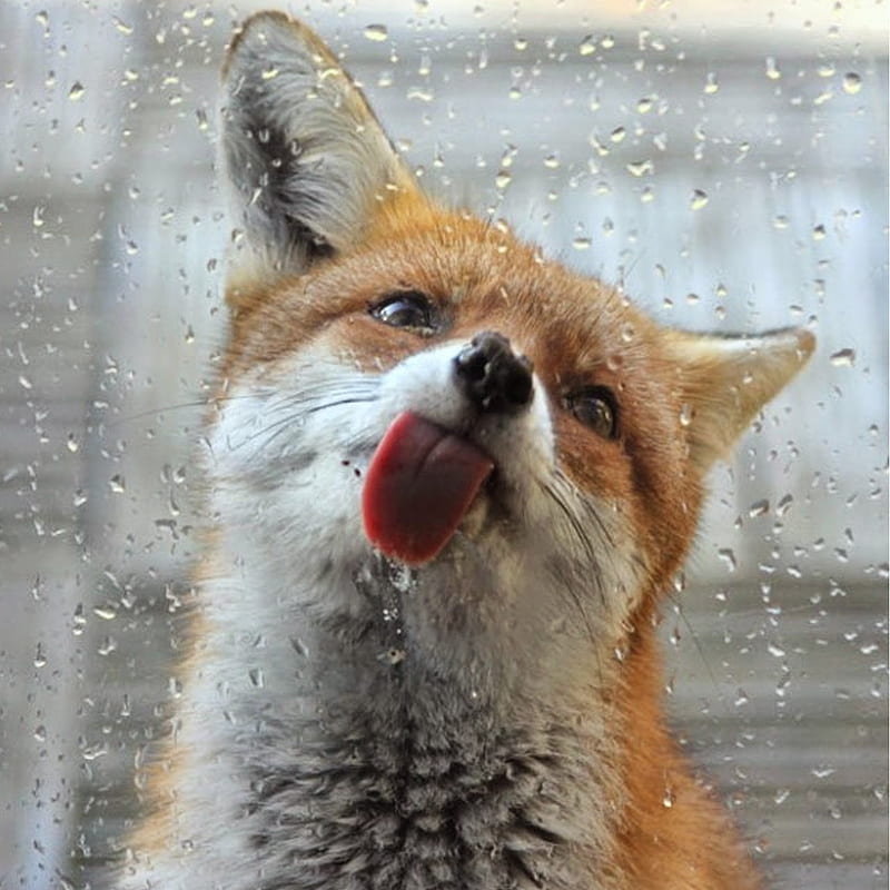 fox, tongue out, window, HD phone wallpaper