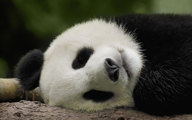 pandas, zoo, cute animals, sleeping panda, bears, Ailuropoda, HD wallpaper