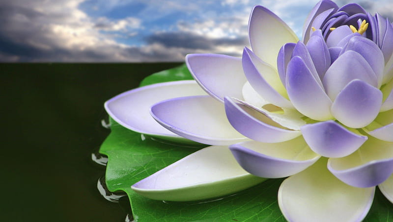 ಌ.The Lotus of Faith.ಌ, pretty, colorful, bloom, 3d and cg, charm, bonito,  sweet, HD wallpaper | Peakpx