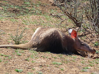 Brazilian Aardvark