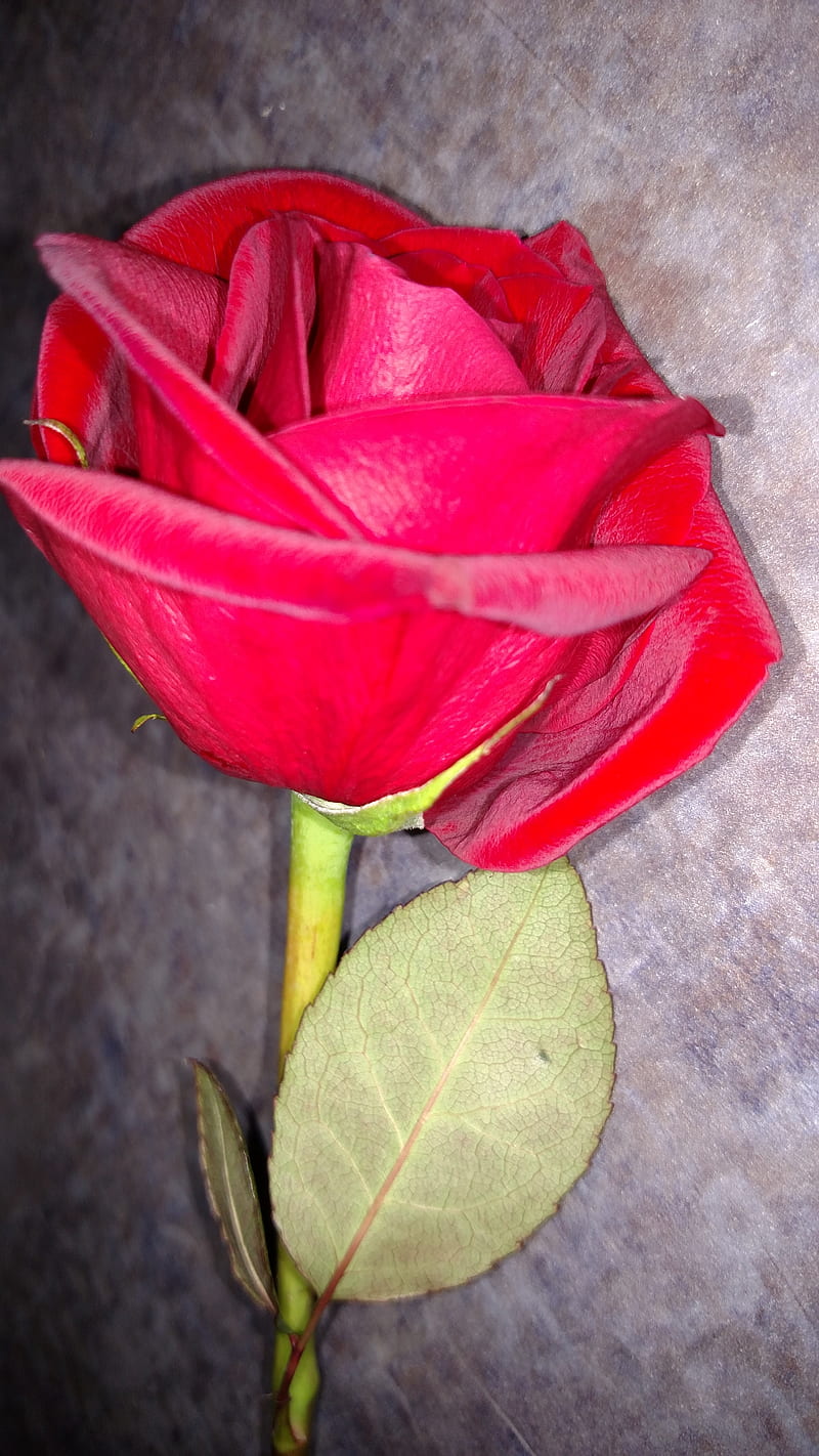 Rose For Me, flower, live, rose, spring, HD phone wallpaper | Peakpx