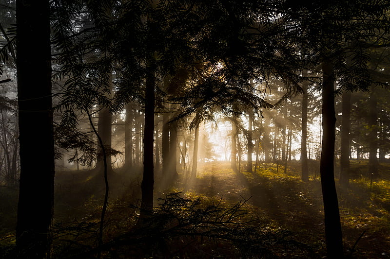 forest, trees, rays sun, HD wallpaper
