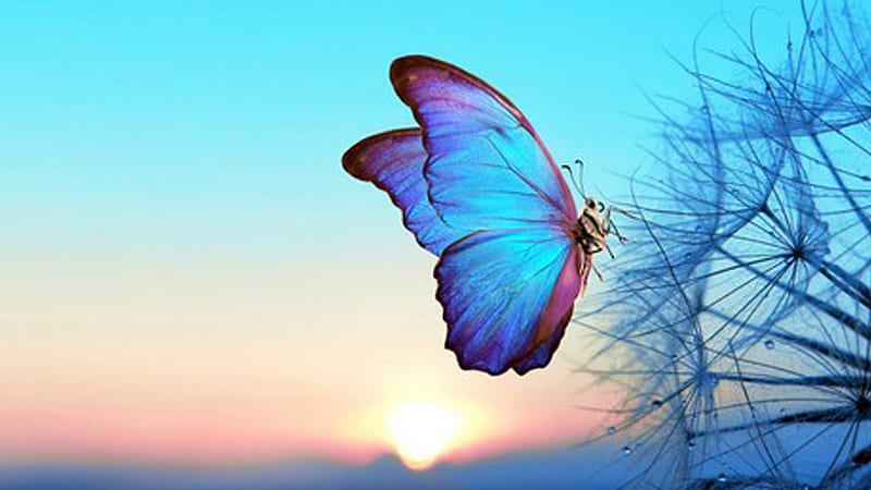 Light Blue Butterfly On Dandelion Flower In Blue Sky Background Butterfly, HD wallpaper
