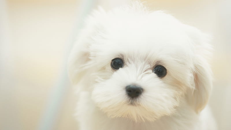 White Maltese Dog, black, bonito, sweet, cute, nice, maltese, love, beauty, white, dog, HD wallpaper