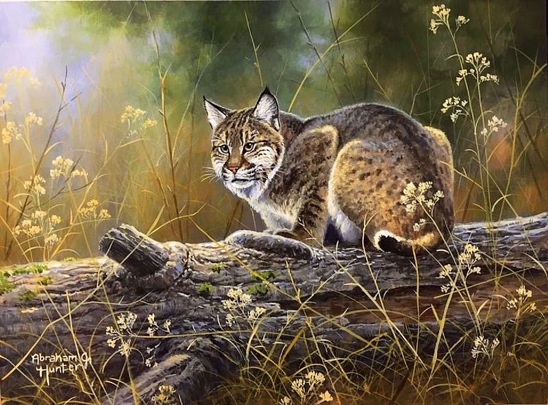 ..Bobcat.., big wild cats, paintings, draw and paint, summer, love four seasons, cat, animals, HD wallpaper