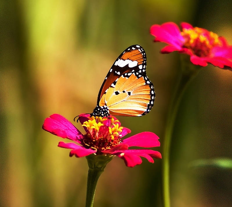 Butterfly, colorful, flower, nature, scent, spring, vivid, HD wallpaper