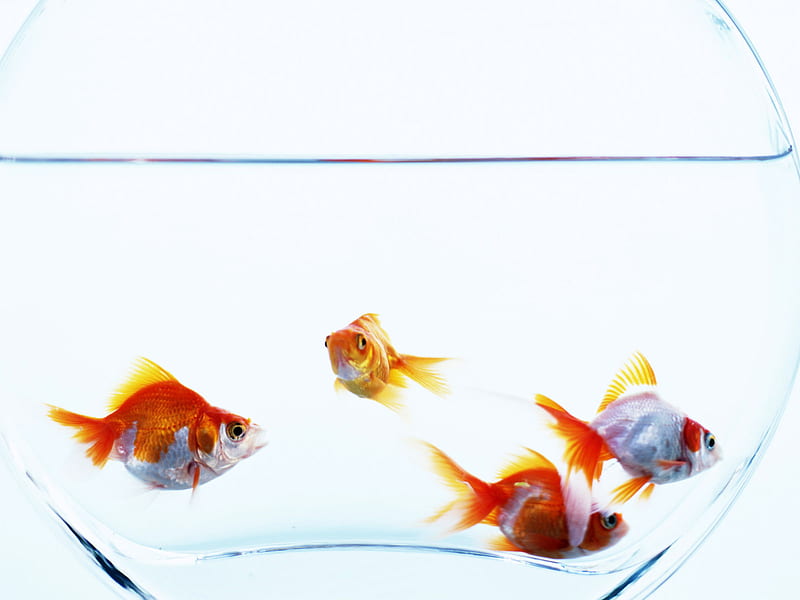 4 Goldfish, water, orange, fish, white, bowl, HD wallpaper