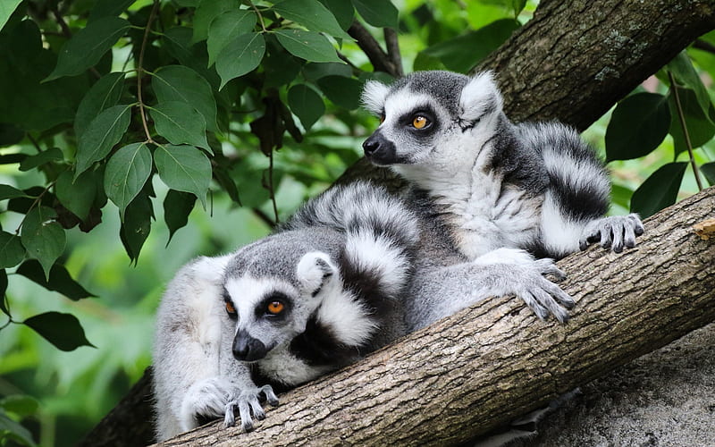 Lemurs, wildlife, wild animals, lemur, Madagascar, forest, HD wallpaper |  Peakpx