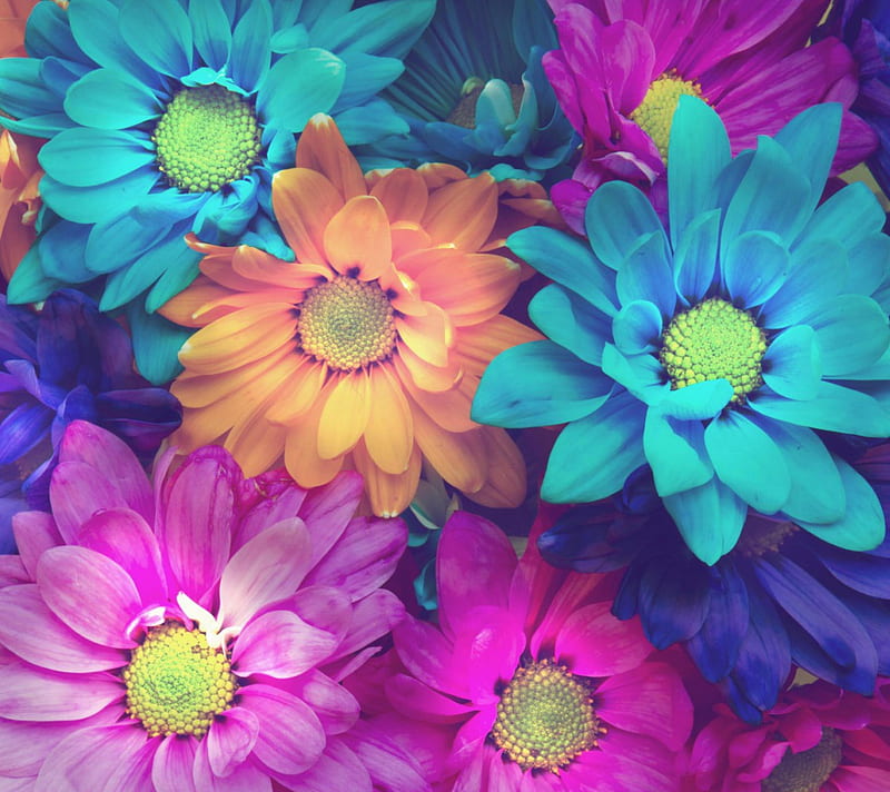 Flowers, colorful, flower, petals, HD wallpaper