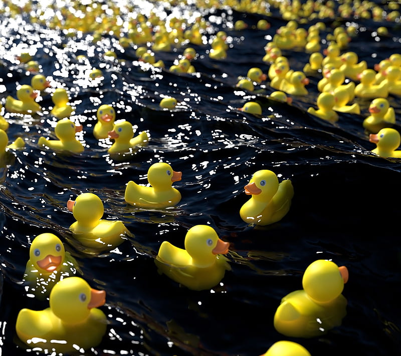 duck, funny, sea, swimming, water, yellow, HD wallpaper