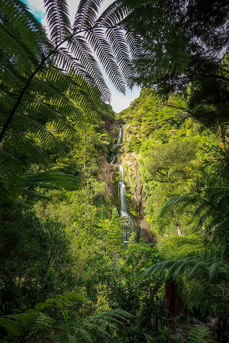 waterfall, jungle, tropics, trees, bushes, HD phone wallpaper