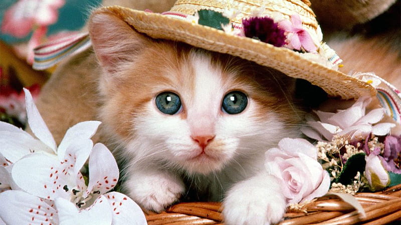 Grey Eyes White Brown Cat Kitten Is Wearing Flower Hat Cute Cat, HD wallpaper