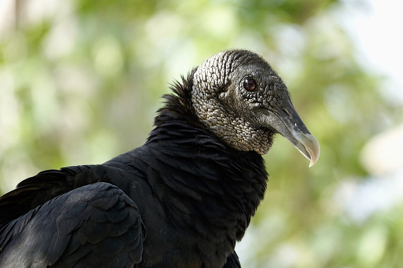 Ashland police monitoring large flock of vultures, Black Vulture, HD wallpaper
