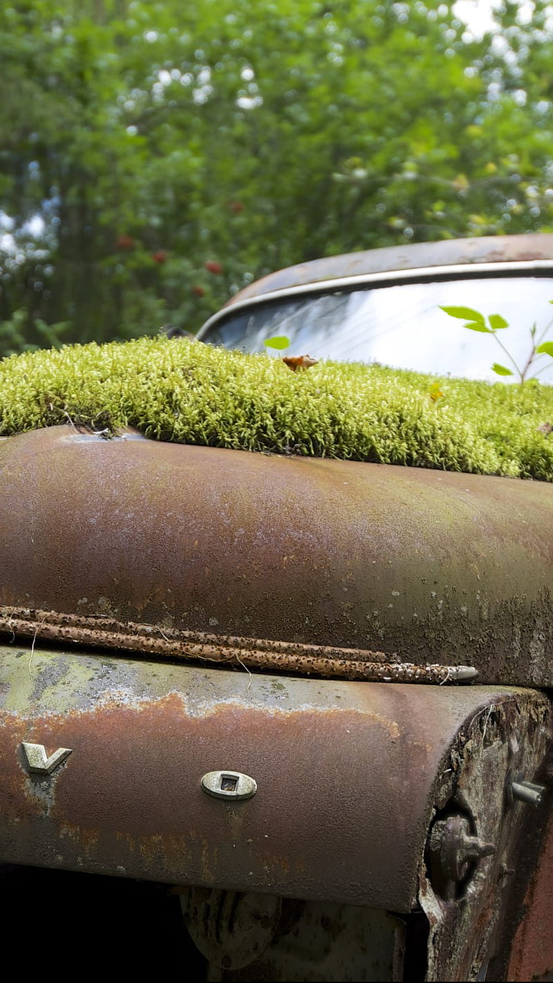 Old Volvo, Bomb, car, carros, grass, green, natural, nature, old car