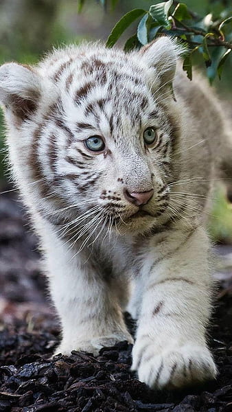anime baby white tigers
