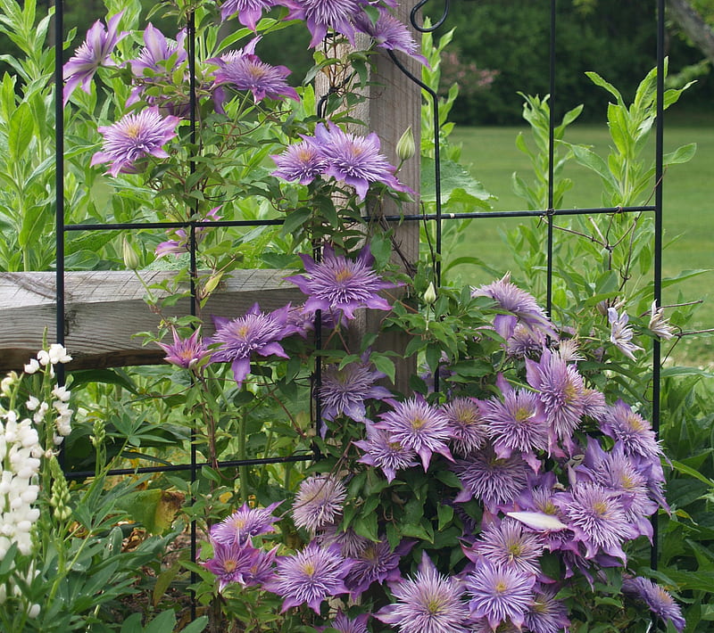 Clematis Vine, flower, nature, purple, HD wallpaper