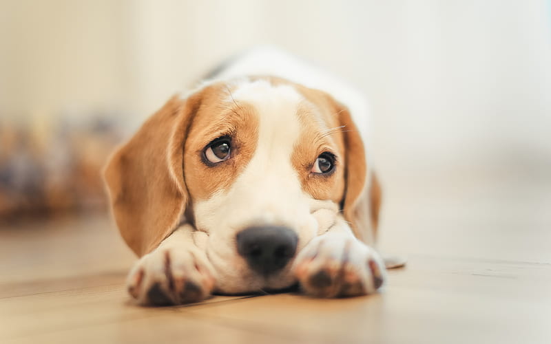 Beagle Dog, puppy, close-up, sad dog, pets, dogs, cute animals, Beagle, HD wallpaper