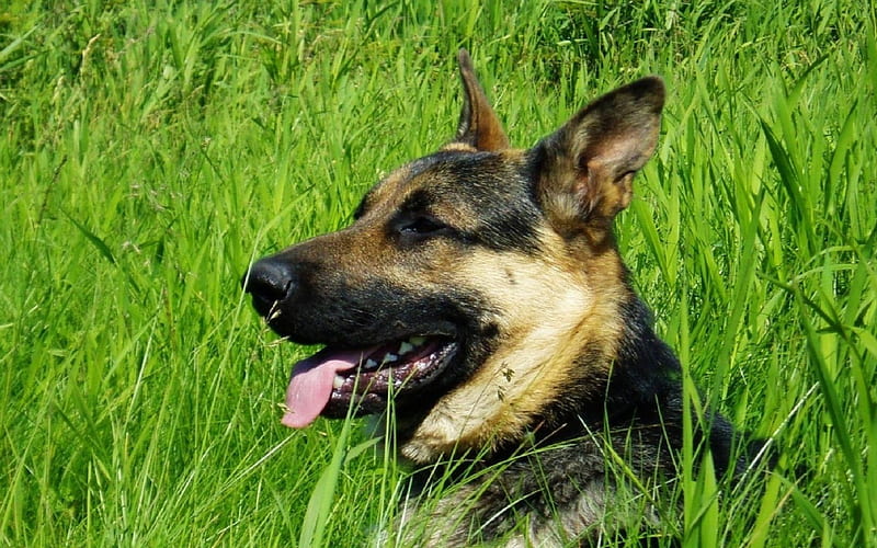 Resting Dog, german, head, grass, resting, shepherd, HD wallpaper